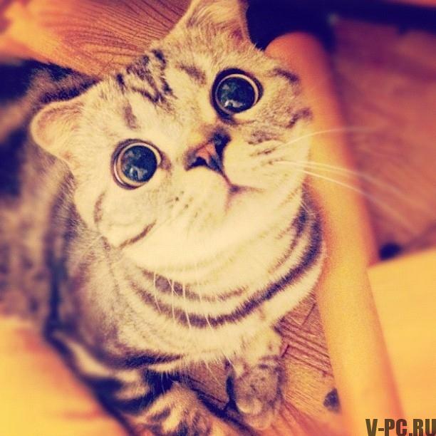 Shishi-Maru híres-cat-on-Instagram-005