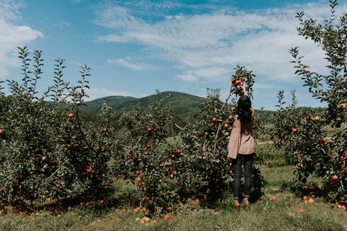 őszi fotó ötletek az Instagram számára - a lány szed az almát
